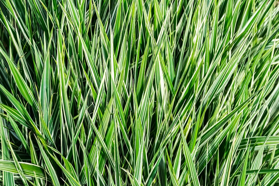 grass, rod, lawn, field, flower, nature, prairie, brightly colored HD wallpaper