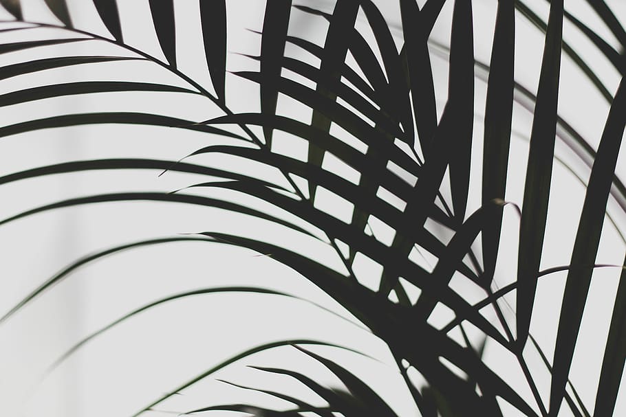 selective photo of leafed plant, linear leaf, tree, shadow, childhood HD wallpaper
