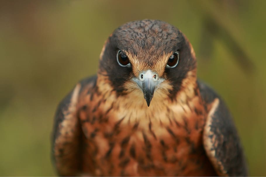 selective focus photo of brown bird, brown falcon, bird portrait HD wallpaper