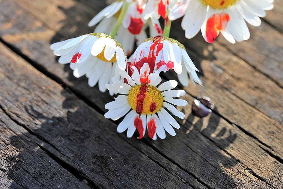 daisy flowers on brown wooden table, stop youth suicide, bloody daisy on railway, HD wallpaper