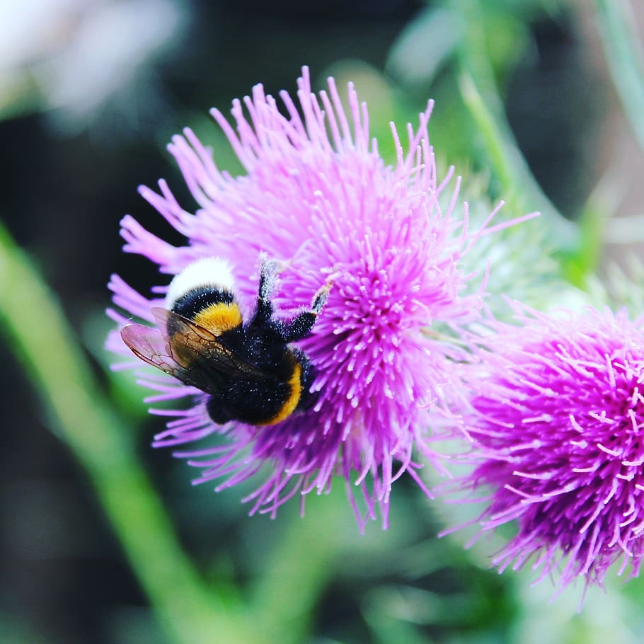 flower, hummel, summer, flowering plant, beauty in nature, flower head HD wallpaper