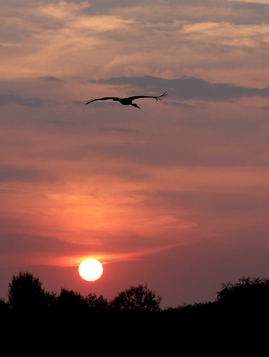 sunset, stork, sky, cloud, red, silhouette, beauty in nature HD wallpaper