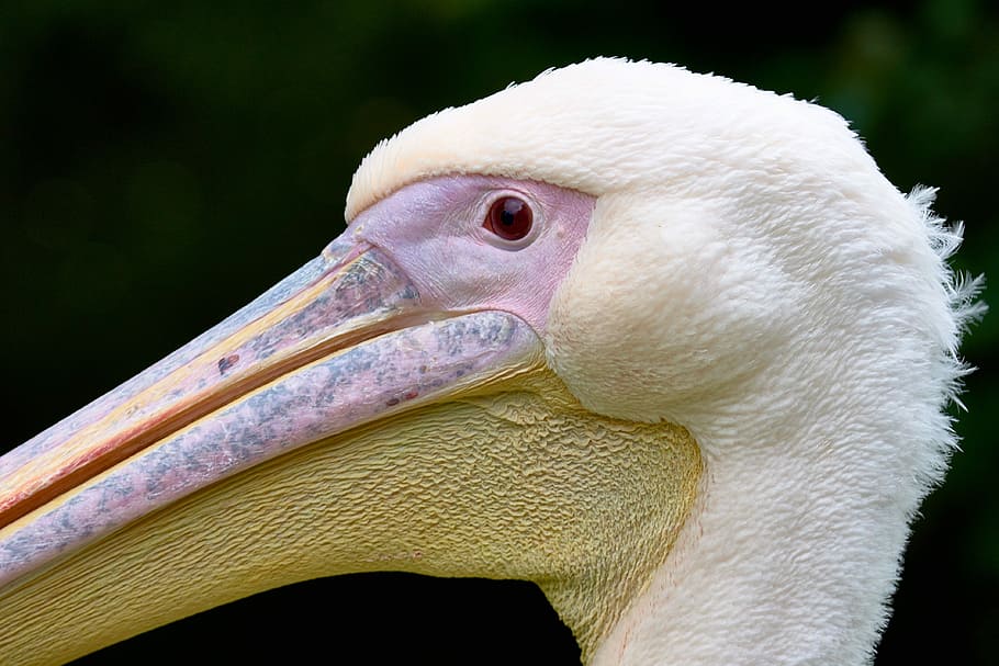 macro shot of white bird, white pelican, beak, feather, bill HD wallpaper