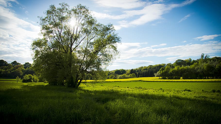 photo of green leaf tree on grass field, meadow, spring meadow HD wallpaper