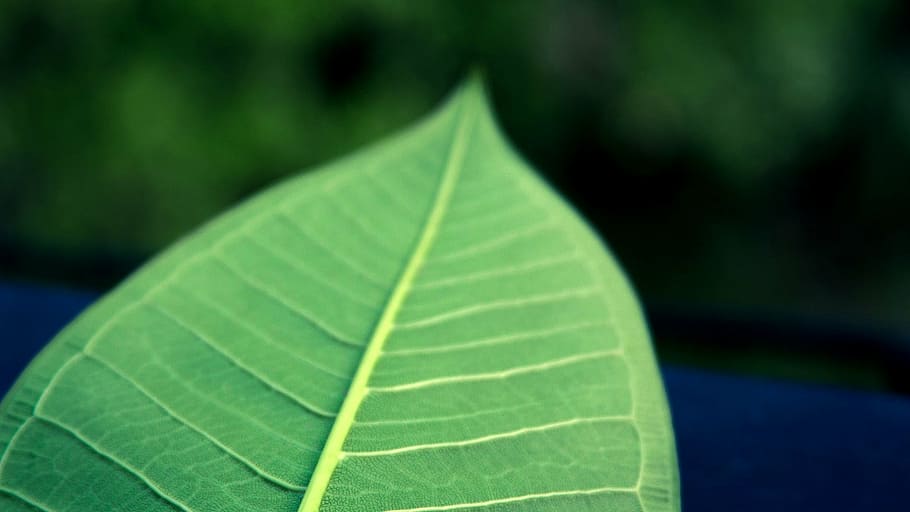 leaf, green leaf, the leaves, plant part, green color, close-up HD wallpaper