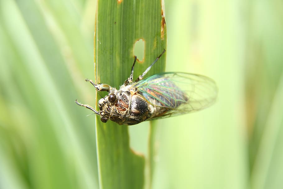 cicada, macro, garden, insect, invertebrate, animals in the wild HD wallpaper