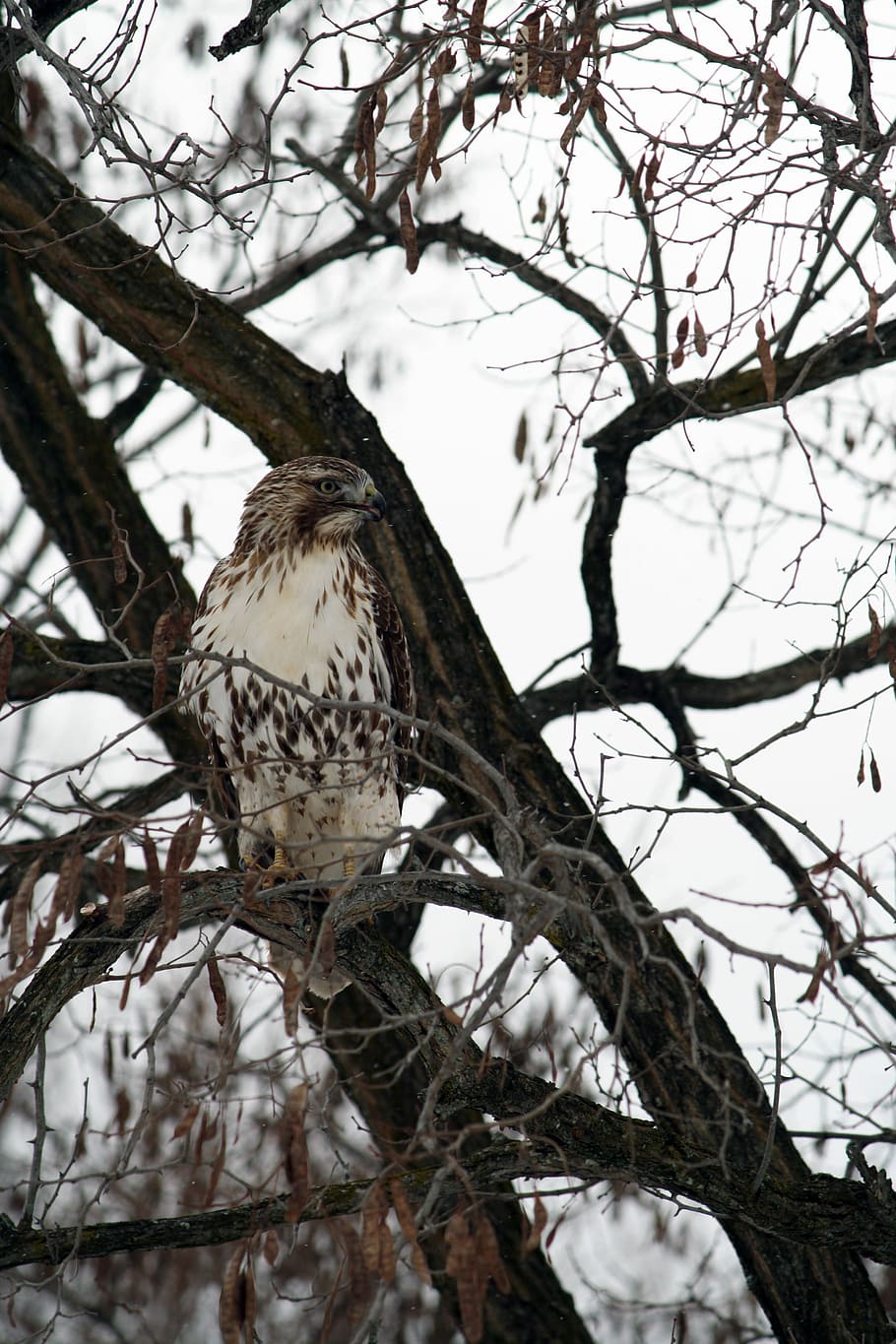 brown and white bird on tree branch, white and brown bird on tree HD wallpaper
