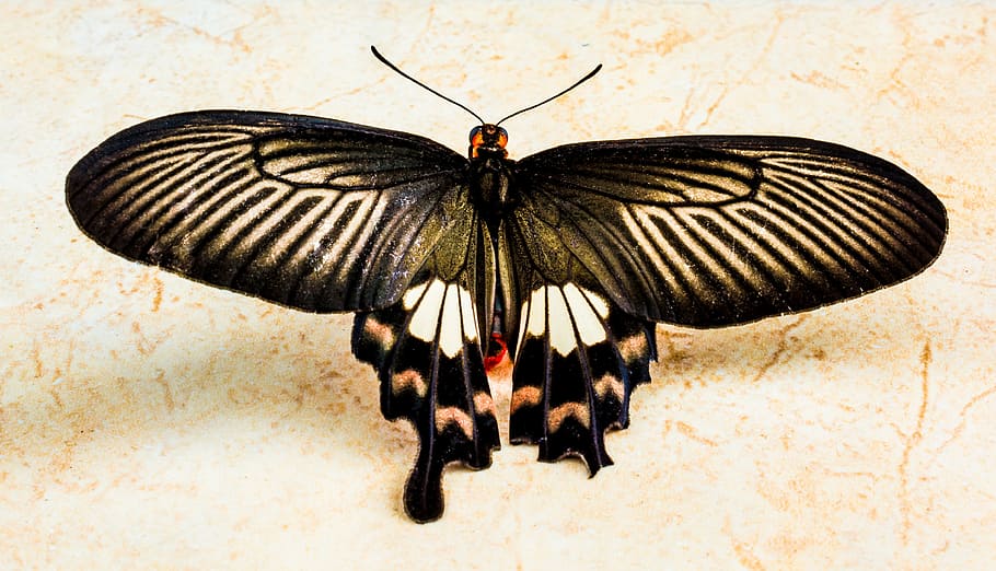 black and white butterfly, insect, butterfly - Insect, nature HD wallpaper