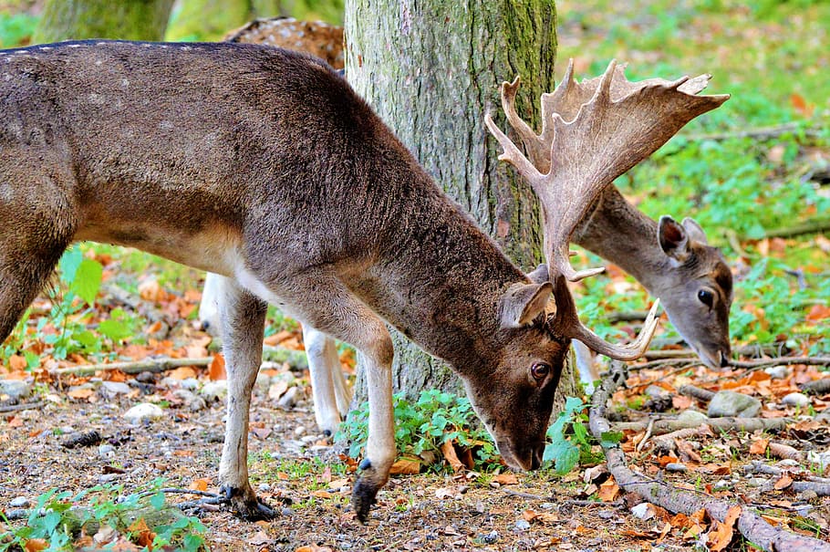 gray and brown deer and calf near tree, hirsch, roe deer, doe HD wallpaper