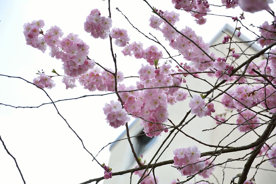 Nature, Blossom, Bloom, Spring, purple flower, pink color, springtime HD wallpaper