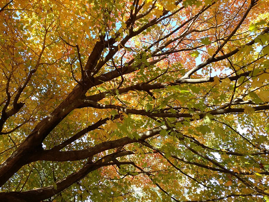 tree, leaf, fall, season, wood, maple, plant, low angle view HD wallpaper