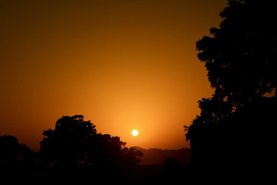 silhouette of trees and setting sun, tree silhouette at sunset HD wallpaper