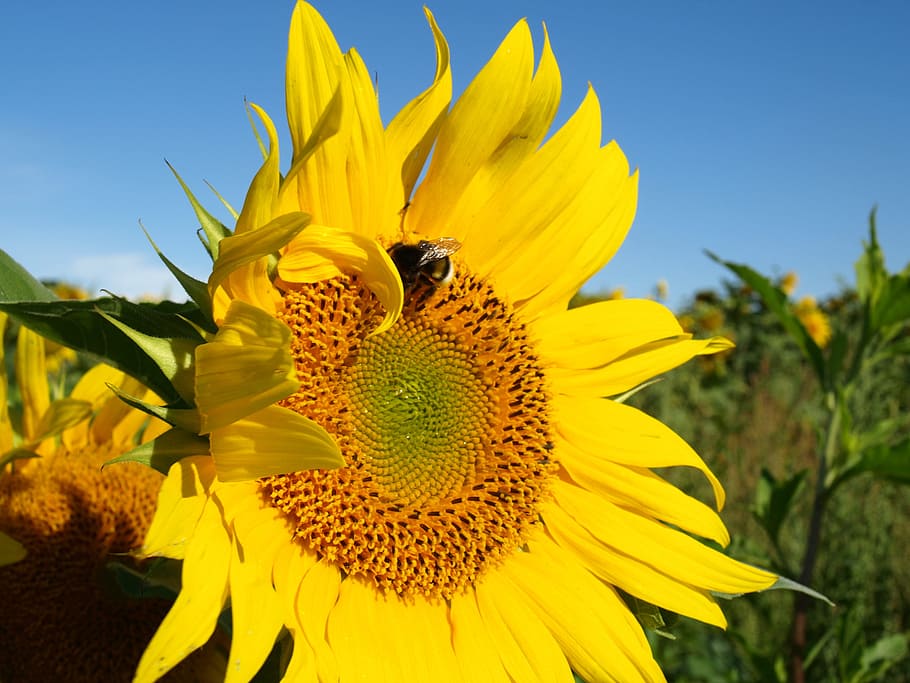 sun, sun flower, hummel, rays, nature, yellow, flowering plant HD wallpaper