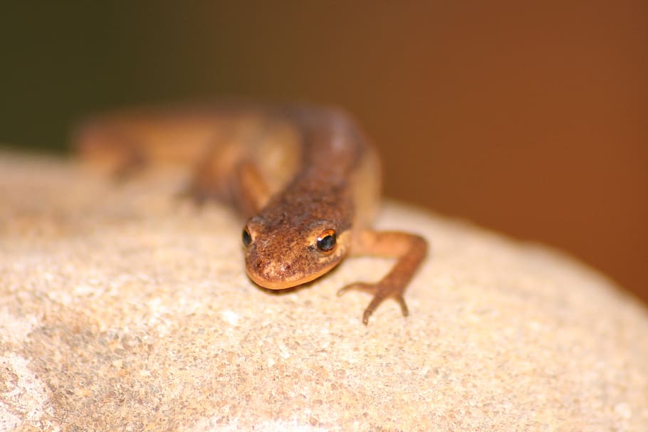 macro, lizard, reptile, sun, wall, pierre, tanning, animals HD wallpaper