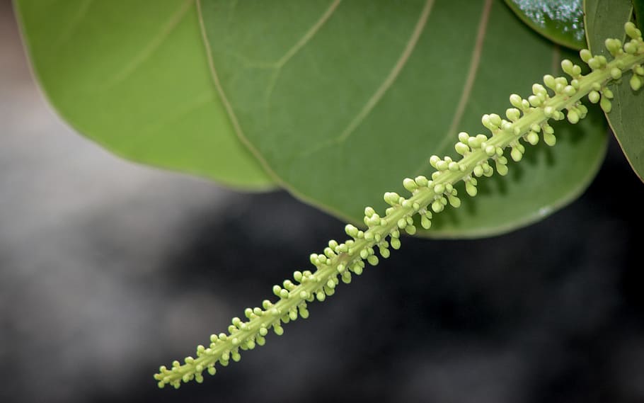 flora, leaf, nature, growth, outdoors, closeup, plant part HD wallpaper