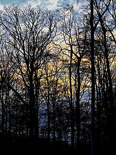 Trees, Aesthetic, Background, Mood, branches, kahl, forest HD wallpaper