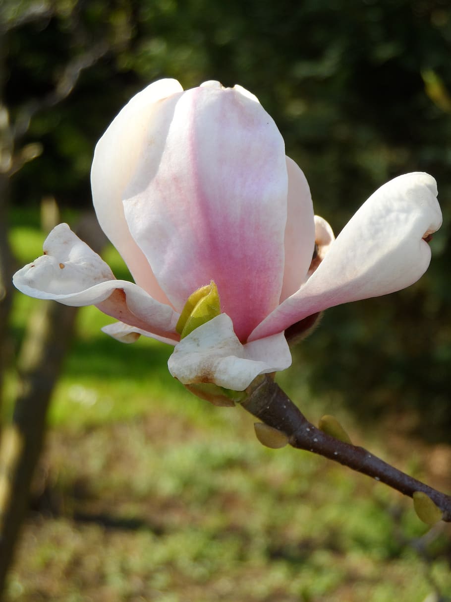 magnolia, bud, flower, blossom, bloom, spring, white, pink, HD wallpaper