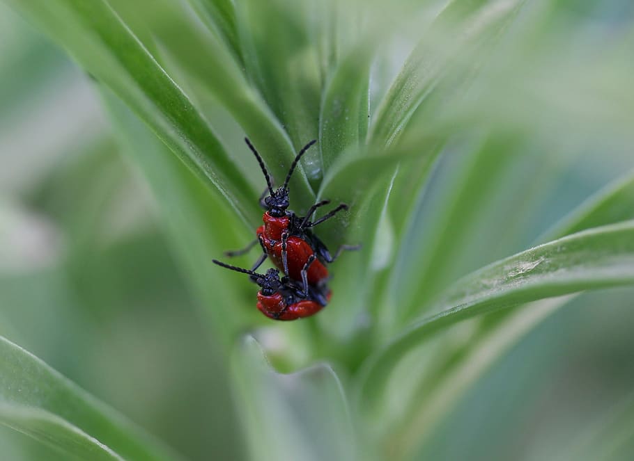 insecta, red, pair, mating, nature, invertebrate, animal wildlife HD wallpaper