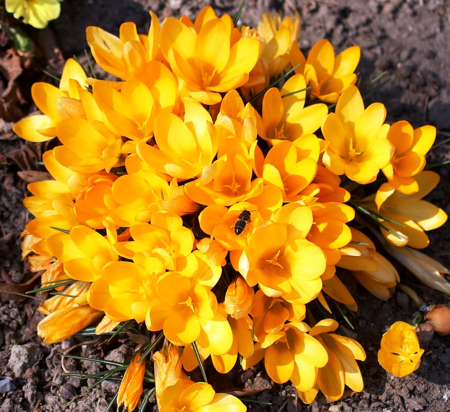 flowers, crocus, yellow, hoverfly, park, spring, flowering plant HD wallpaper