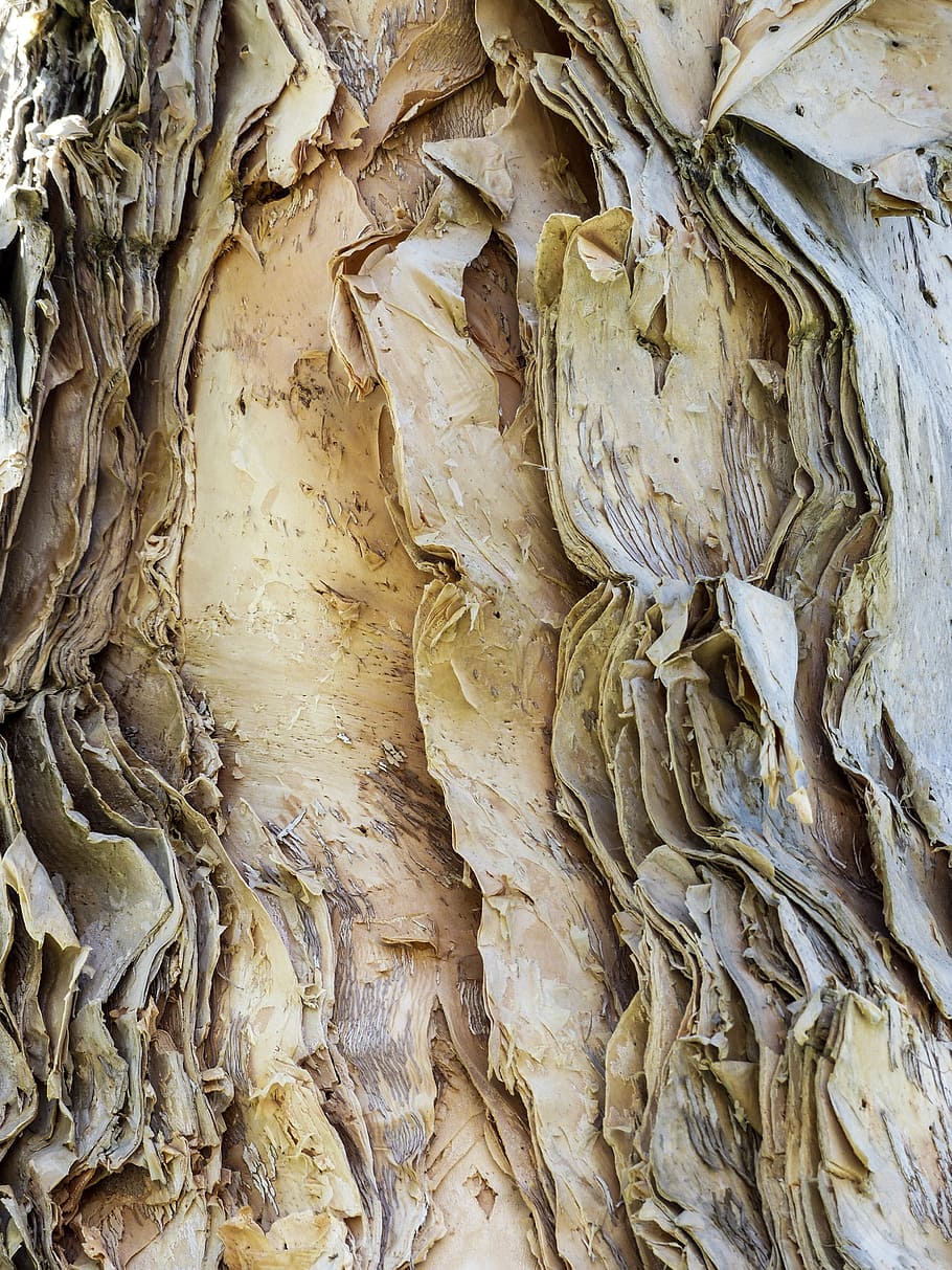 rough, bark, eucalyptus, tree, wood, nature, leveled, pattern HD wallpaper