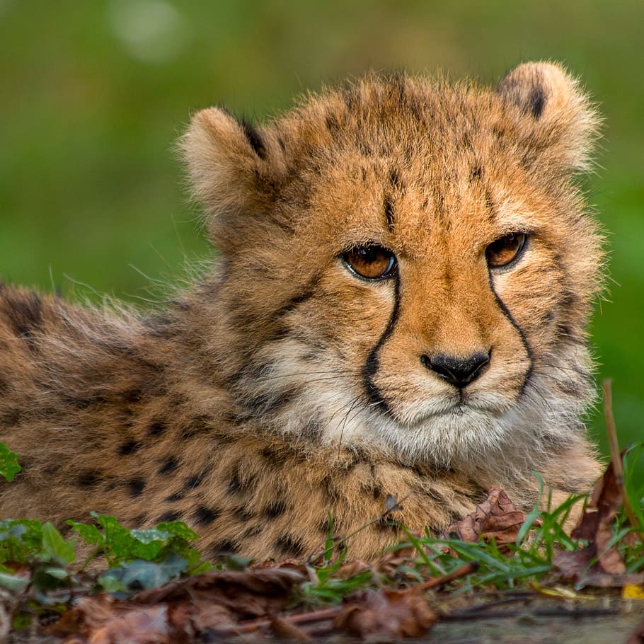 brown cheetah cub on green grass, animal world, cat, carnivores