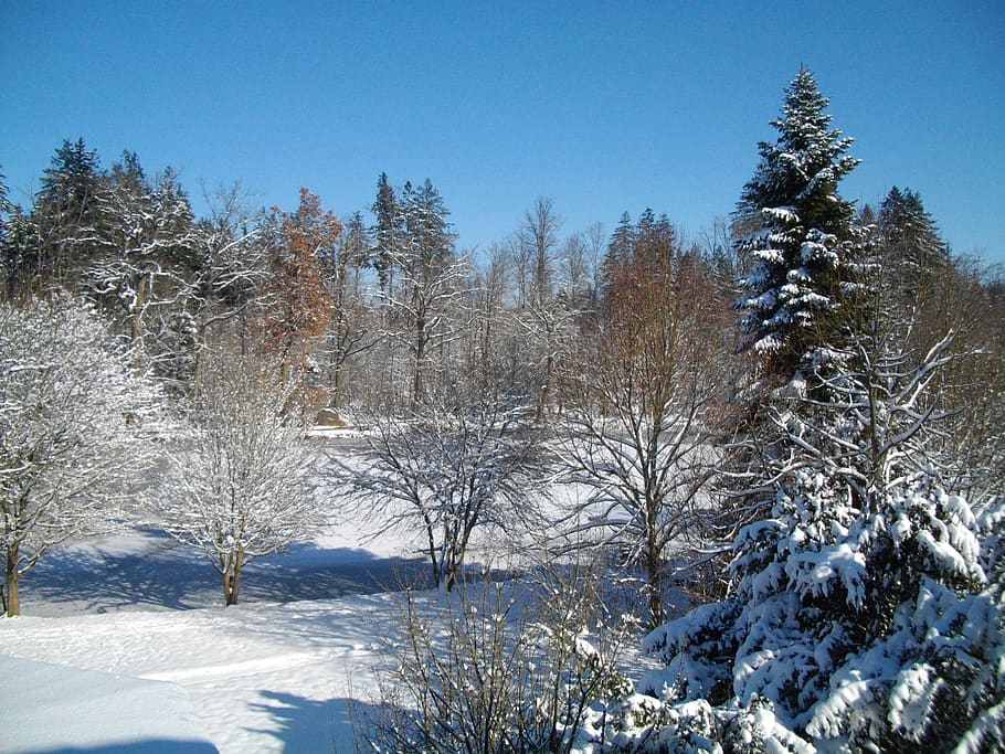 snow, forest, winter, cold temperature, tree, plant, beauty in nature HD wallpaper
