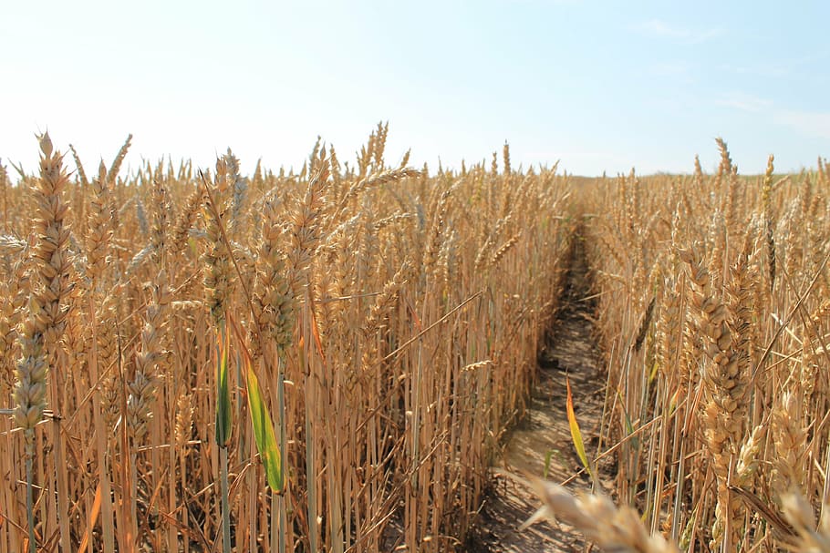 corn, harvest, grains, field, kłos, fields, the cultivation of HD wallpaper