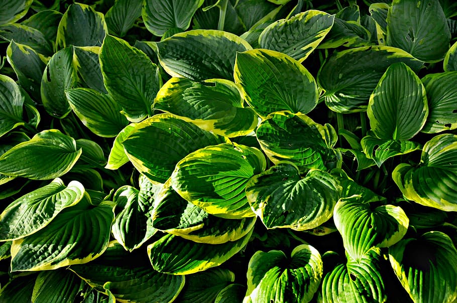 HD wallpaper: hosta, plant, leaf, garden, shady, flowerbed, macro