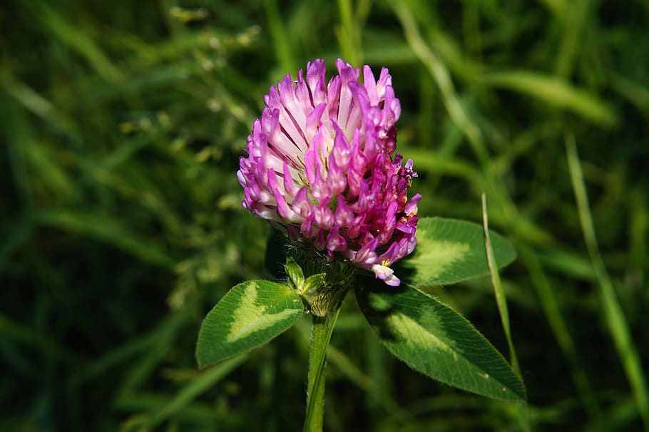 Klee, Blossom, Bloom, Close, Purple, wild flower, nature, plant HD wallpaper