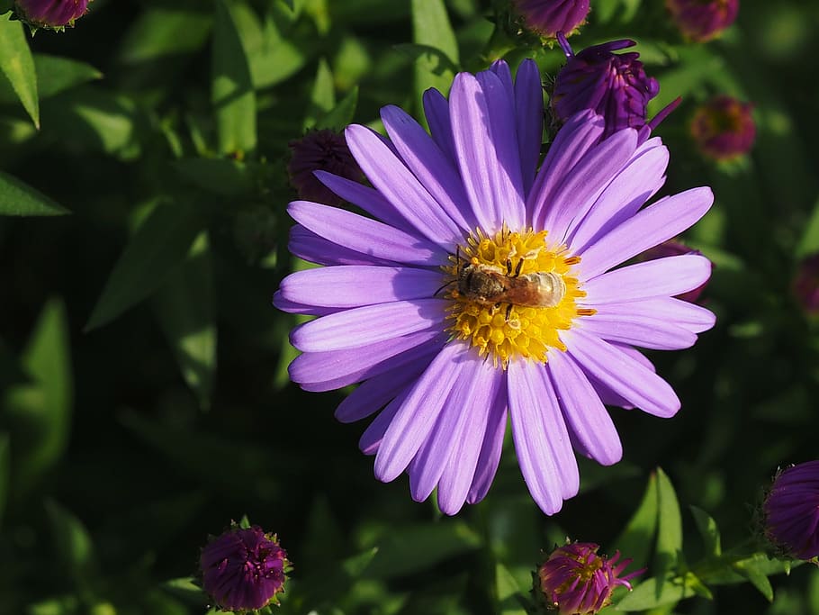 flower, insect, nature, bee, animal, macro, purple flowers HD wallpaper