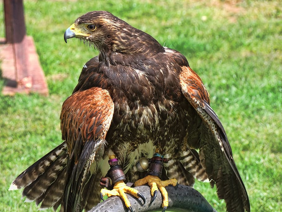 brown hawk perched on black pipe, eagle, british, american, canada, HD wallpaper