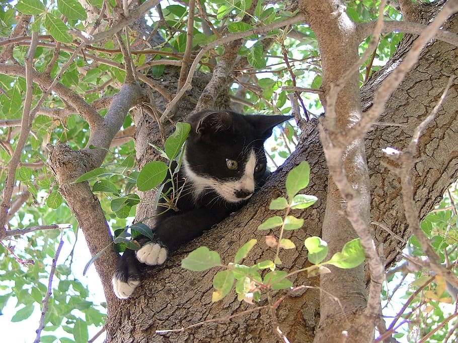 Cat, Tree, Black, White, Stuck, Greece, chalki, animal wildlife HD wallpaper