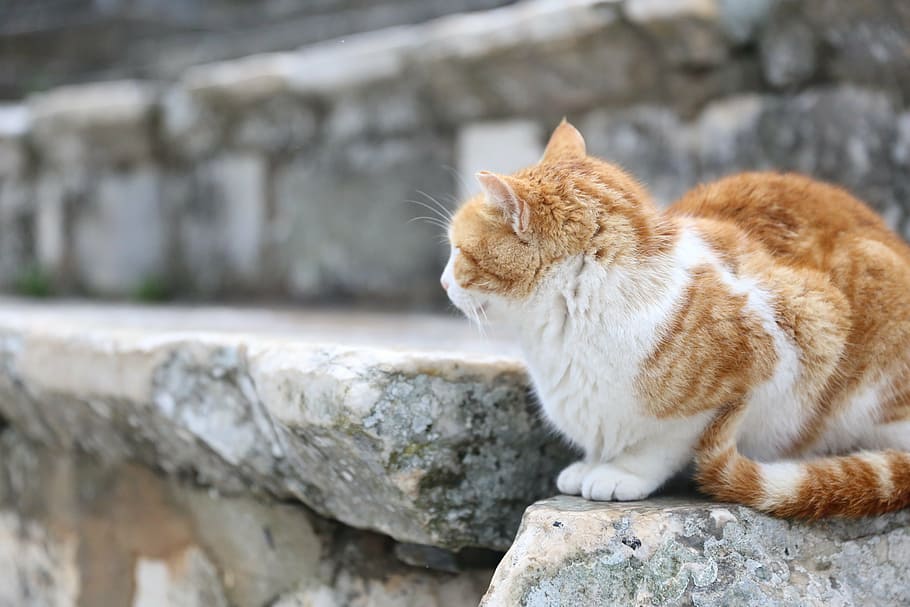 cat, ginger, ruins, monuments, mammal, animal themes, one animal HD wallpaper