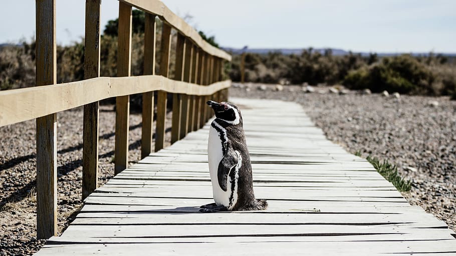 penguin standing on brown wooden pathway near green leaf trees during daytime, penguin on a brown wooden dock HD wallpaper
