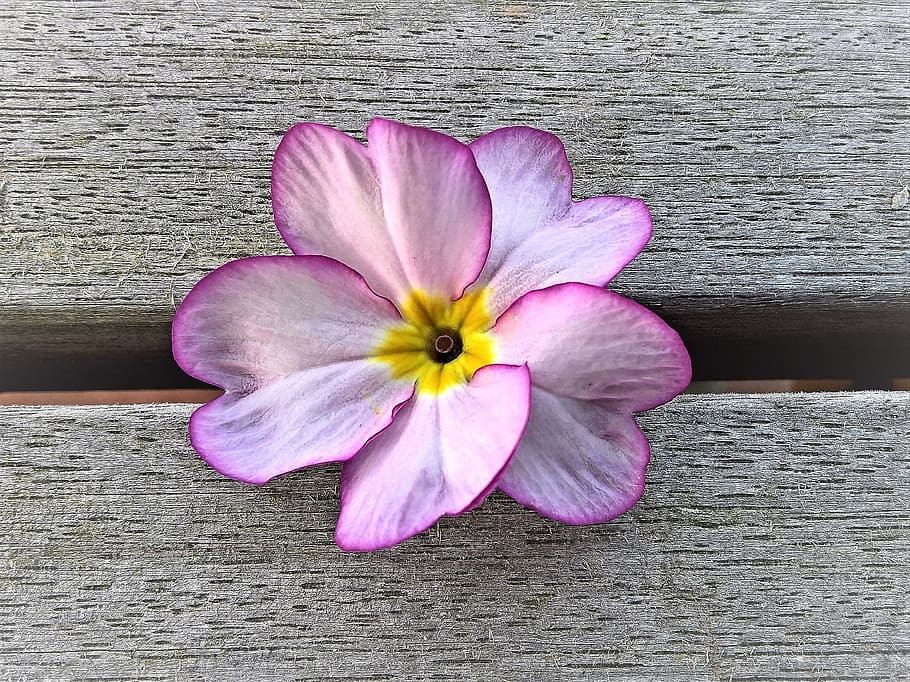 close up photo of purple petaled flower, primrose, single bloom HD wallpaper