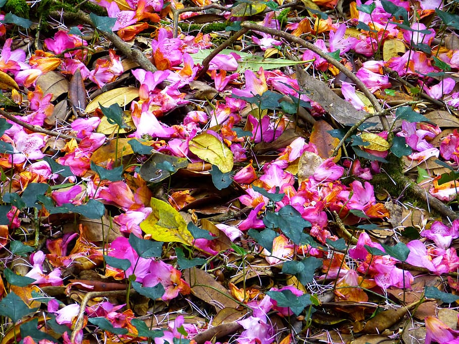 Red rhododendron 1080P, 2K, 4K, 5K HD wallpapers free download