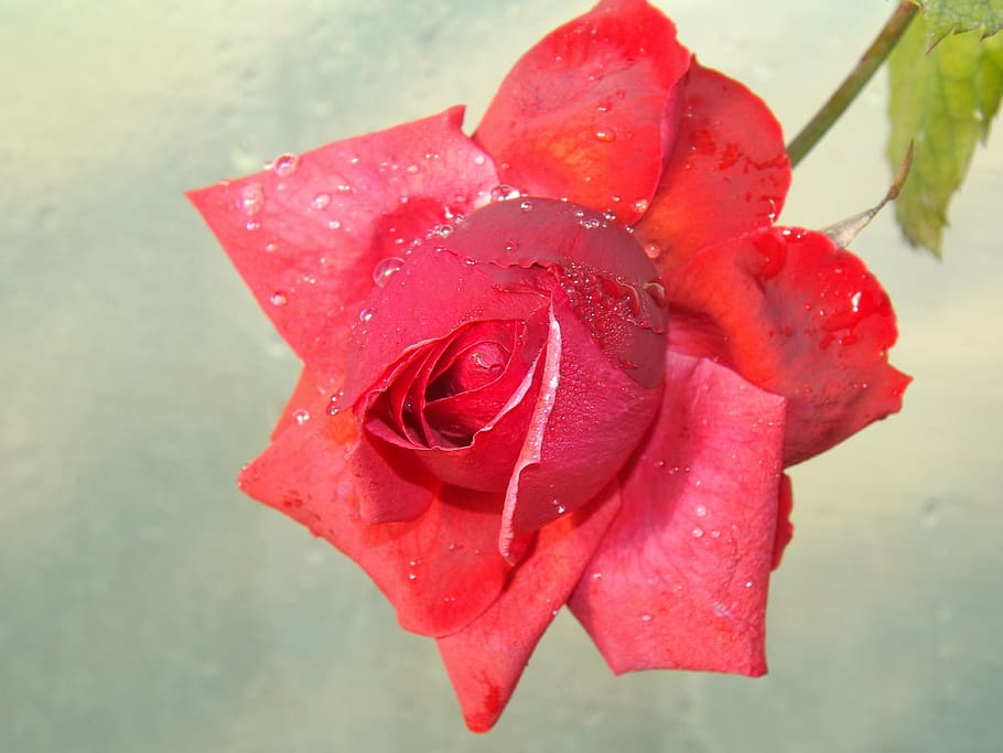 rose, red, dew, flower, petals, drops, water, wet, vulnerability HD wallpaper