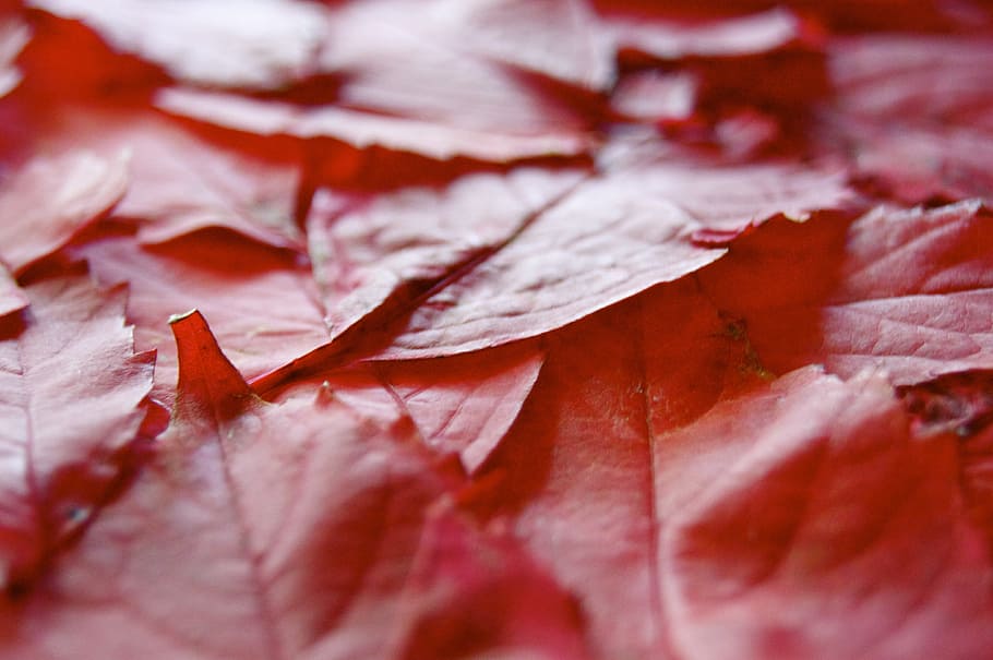 shallow focus photography of red leaves, leaf, autumn, mourning HD wallpaper