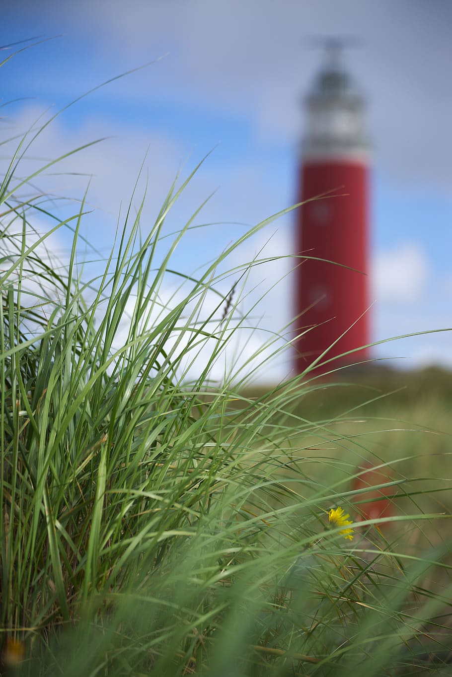 tilt-shift lens photography of grass, texel, dunes, summer HD wallpaper