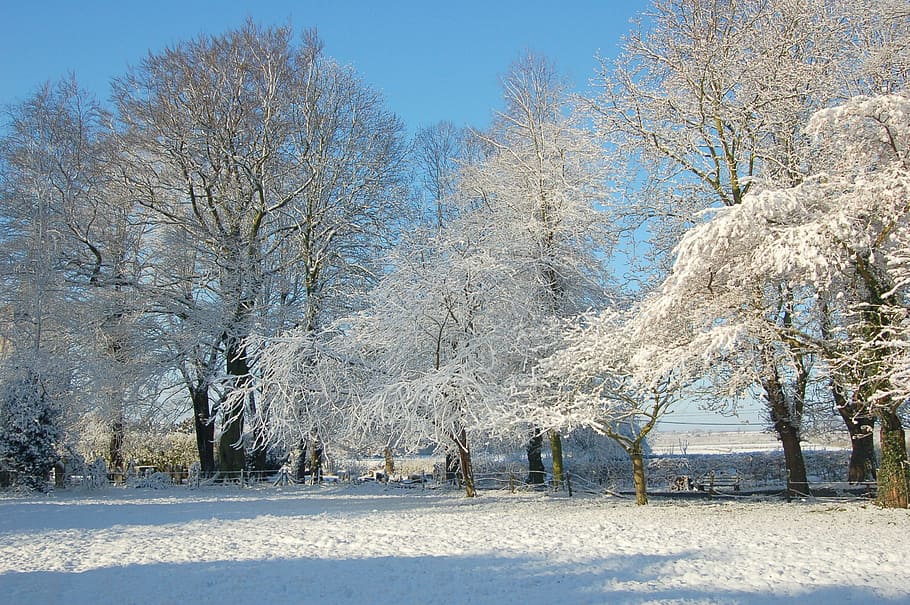winter, snow, trees, white, blue, cold, sky, landscape, snowfall HD wallpaper