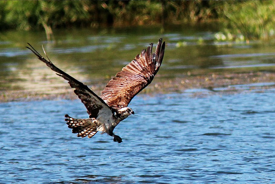 buteo, landing, attack, lake, water, bird, wildlife, outdoor, HD wallpaper