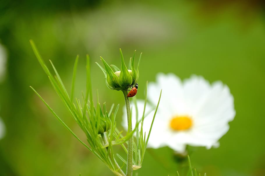 ladybug, flower, nature, grass, animal themes, animal wildlife HD wallpaper