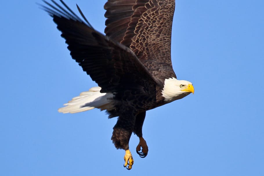 bald eagle flying on clear blue sky, bird, wildlife, nature HD wallpaper