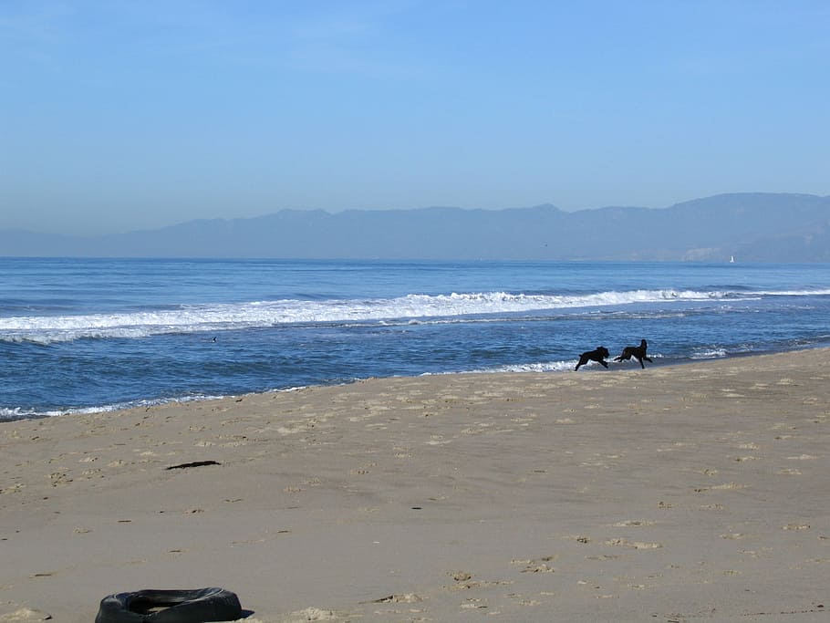 Oxnard, Beach, Dogs, Wave, Mountains, distance, ocean, america HD wallpaper