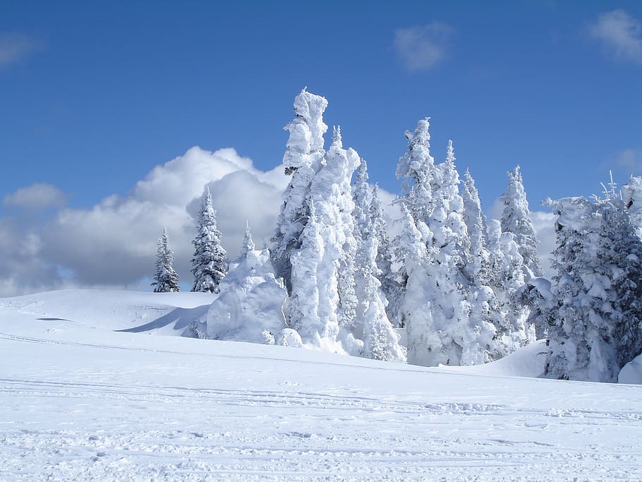 frozen, tree, ice, mountain, snow, winter, nature, forest, frost HD wallpaper