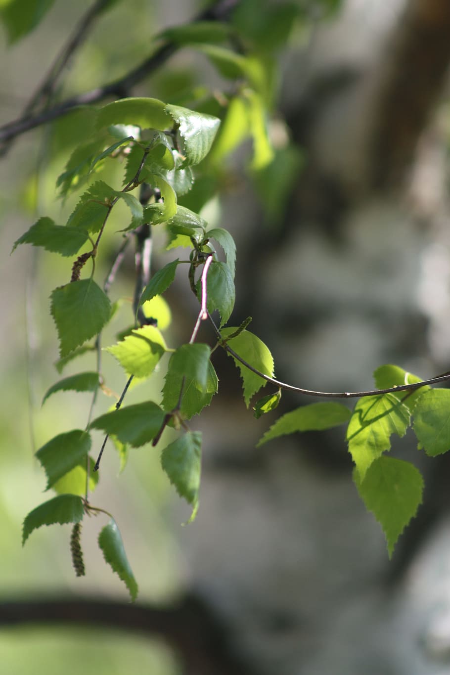 spring, nature, green, birch, leaves, kidney, growth, leaf HD wallpaper