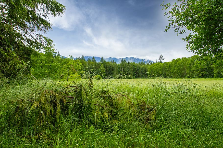 clouds, field, fir trees, grass, landscape, leaves, mountains HD wallpaper
