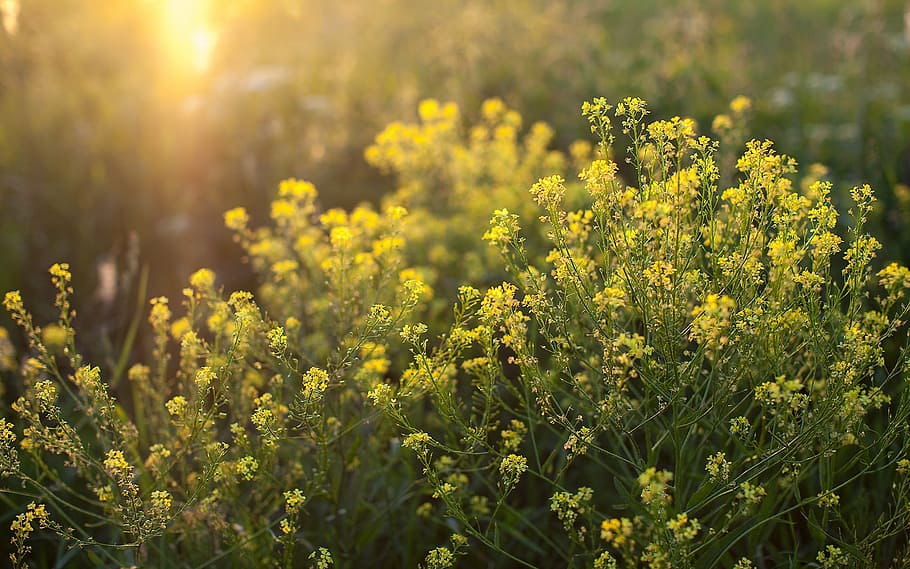 nature, weed, grass, summer, plant, yellow, flower, flowering plant HD wallpaper
