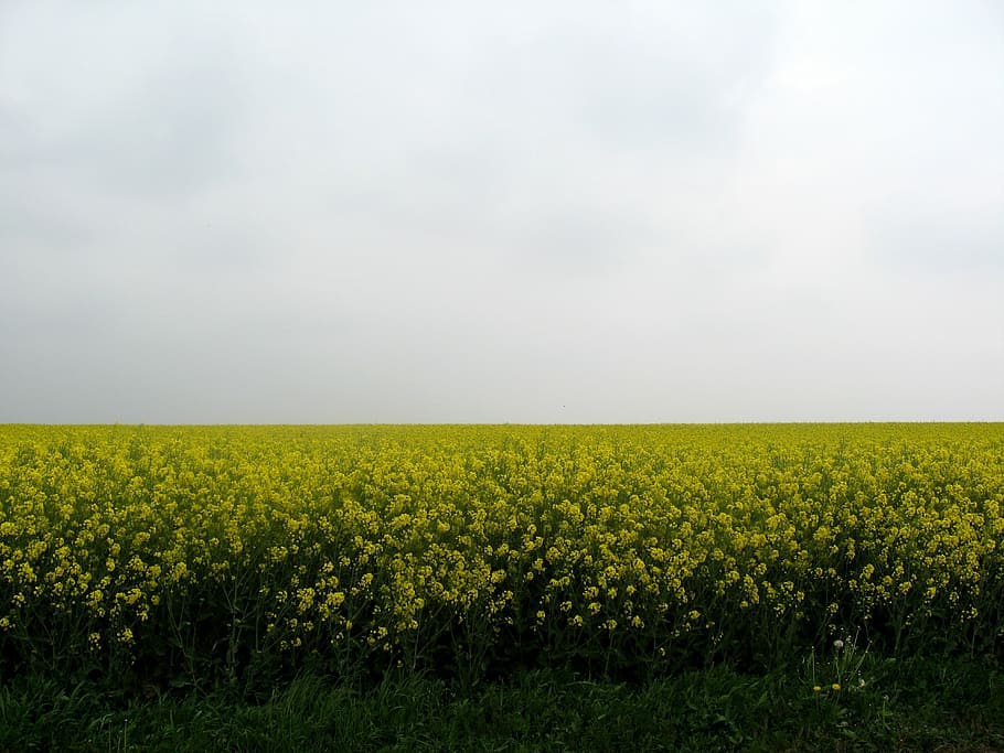 walloon, misty, spring, field, landscape, beauty in nature HD wallpaper