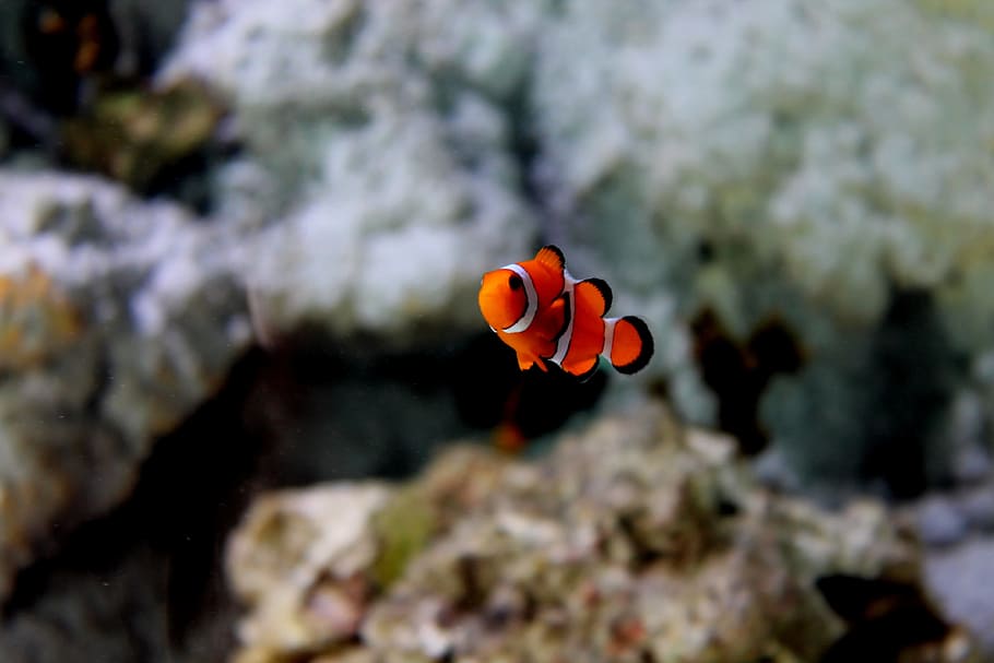 nemo, fish, aquarium, animal wildlife, animals in the wild HD wallpaper